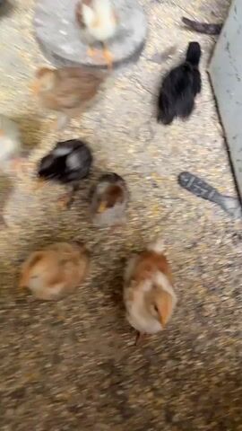 A person's hand reaches down to feed a group of chicks in a pen. The pen appears to be made of concrete and is filled with wood chips and birdseed. The chicks are various colors, including brown, white, and black. The hand holds out food, and some of the chicks peck at it. The video is shaky, suggesting it was filmed on a phone.
