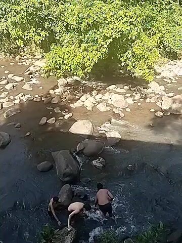 Four shirtless males are in a rocky, shallow river. The water is clear and running. The males are on rocks or partially submerged in the water. The banks of the river are covered in vegetation, including trees and shrubs.
