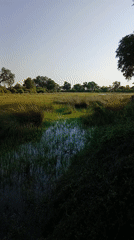 Early morning scenes captured at Botswana location