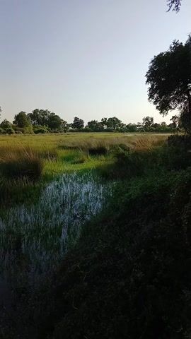 The video shows a view from a raised wooden deck overlooking a marshy area. The sky is light blue and clear. In the distance, there are trees and tall grasses. The deck is made of wooden planks and has a rope railing. There is a table with six wicker chairs on the deck, as well as a large metal storage box and two lanterns. The marshy area is filled with tall green grasses and shallow water. The overall impression is one of tranquility and natural beauty.