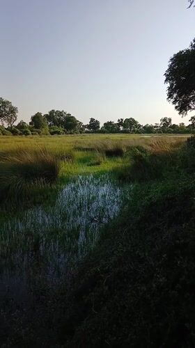 Early morning scenes captured at Botswana location