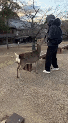 Man feeds spotted deer in Nara park