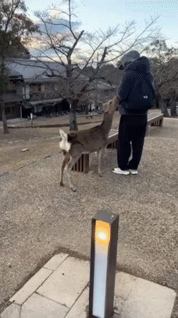 Man feeds spotted deer in Nara park