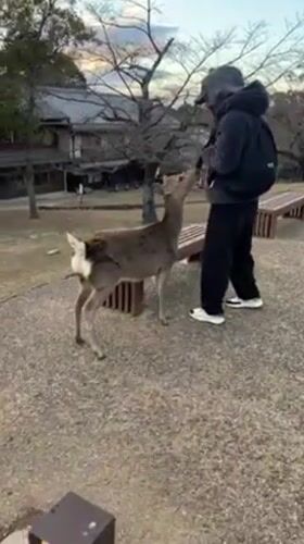 Man feeds spotted deer in Nara park