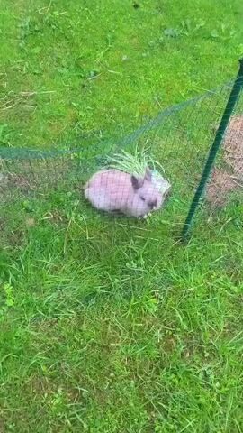 A light brown rabbit is visible through a green wire fence in a grassy area. The rabbit is facing right, with its ears visible. It appears to be eating something green. The background consists of grass and some weeds. The lighting is overcast.