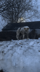 Spring awakening documented in Petropavlovsk-Kamchatsky with blooming willows, animals