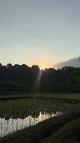 The video shows a sunrise over a terraced rice paddy field. The sun is partially obscured by trees, casting rays of light across the waterlogged fields. The fields are filled with young rice shoots, their reflections shimmering on the surface of the water. Palm trees are visible in the background, adding to the tropical landscape. The sky is clear with a gradient of light blue to pale yellow near the horizon. The camera pans slightly to the right, revealing more of the rice terraces and the lush greenery. No people or animals are visible in the frame.