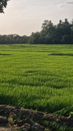 Green rice paddies documented in rural Sri Lankan village