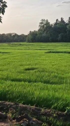 Green rice paddies documented in rural Sri Lankan village