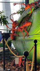 Museum visitors capture oversized insect exhibit displays in Sofia