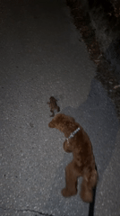 Evening snapshots captured in coastal Montenegro town