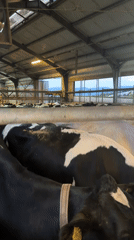 Dairy farm visit captured in Samuilovo, Bulgaria