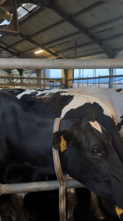 Dairy farm visit captured in Samuilovo, Bulgaria
