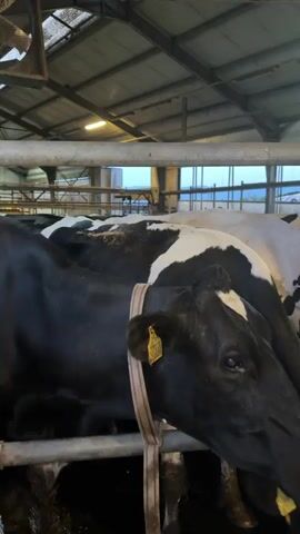The video shows a large group of dairy cows, primarily black and white Holsteins, standing in a barn or large enclosure. The cows are closely packed, facing towards the right side of the frame, behind a metal railing. Many of the cows have yellow ear tags. The barn features a high ceiling with exposed metal beams and some skylights or windows, allowing natural light to enter. Fluorescent lights are also visible on the ceiling. In the background, large windows reveal an outdoor landscape under what appears to be an overcast sky. The camera pans slightly to the left, showing more cows and the interior structure of the barn.