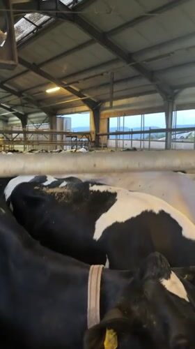 Dairy farm visit captured in Samuilovo, Bulgaria
