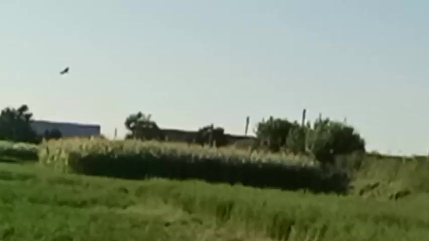A brief, low-resolution, blurry video clip shows a distant landscape. The sky is clear and light blue. In the foreground, there is a field of green grass. Behind the grass, a patch of taller, lighter-colored plants, possibly wheat or corn, is visible. Further in the background, there are some trees and what appears to be a low building or structure. On the left side of the frame, a dark, bird-like object is seen in flight, high in the sky. The scene is static with no discernible action.