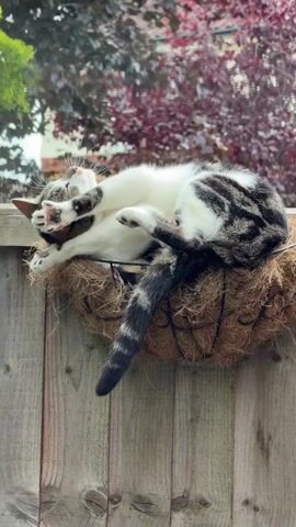 The video shows a tabby and white cat sleeping curled up in a coconut fiber hanging basket. The basket is attached to a wooden fence. The cat is mostly white with tabby markings on its back and tail. Its paws are visible, and its tail hangs down. In the background, there are green and reddish-purple leaves of trees, suggesting an outdoor setting. At 00:01, the cat briefly opens its eyes and looks at the camera before closing them and returning to sleep. The cat shifts its position slightly, tucking its head further into its body.