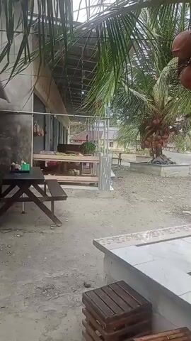 A young coconut tree is in the foreground, laden with developing coconuts. The tree trunk is wrapped with a yellow and green sticker that appears to be an advertisement with the text "BIBIT". The tree is planted in a rectangular planter box filled with dirt and some debris. Behind the tree, a road is visible with a few houses and flags on the side. In the background, there is a building with a metal roof and some tables and chairs set up outside. The ground is dusty and unpaved. The lighting suggests it is daytime, possibly overcast.