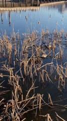 Peaceful lake scene with wooden boardwalk captured by witness
