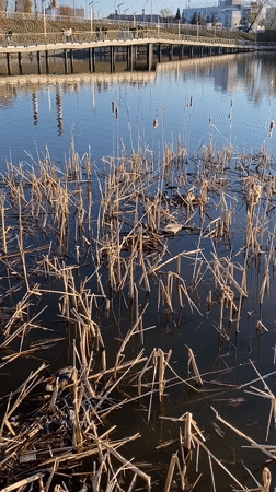 Peaceful lake scene with wooden boardwalk captured by witness