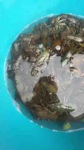This is a close-up, top-down video of a blue bucket filled with water and a large number of live crayfish. The crayfish are predominantly dark green and brown and are seen moving and interacting with each other in the water. Some crayfish are on the surface, while others are submerged. Bubbles are visible in the water, indicating some level of agitation or aeration. The bucket appears to be made of plastic and has a slightly textured surface. The lighting suggests an outdoor or well-lit indoor environment. No people are visible in the video.