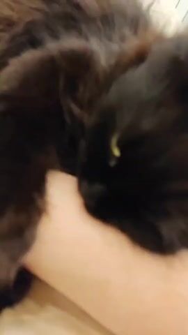 A close-up, shaky video shows a black cat resting its head on a person's arm. The cat's eyes are partially closed, and its fur appears fluffy. The background is out of focus, but suggests an indoor setting with bedding. In one frame, the cat's paw is visible, and the person's hand is reaching towards the cat, possibly to pet it. There is no audio.