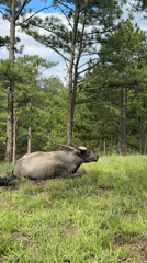 Water buffalo spotted resting in Da Lat pine forest clearing