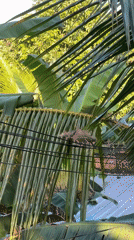 Squirrels navigate power lines in tropical Ubud garden setting