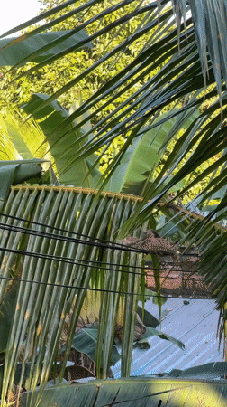 Squirrels navigate power lines in tropical Ubud garden setting