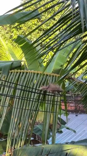 Squirrels navigate power lines in tropical Ubud garden setting