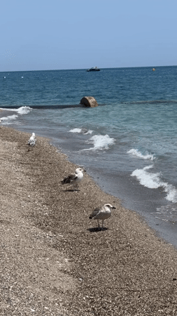 Seagulls and a resting dog share a Kemer pebble beach