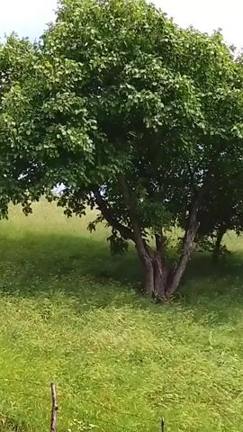A video of a large leafy tree standing in a grassy field. The tree is in the center of the frame, with its trunk splitting into several branches. The grass is green and lush, and the field slopes gently upwards behind the tree. The sky is overcast. There are no people or animals visible in the video.