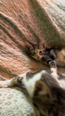 Two kittens rest on bedspread in Arica, Chile