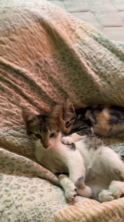 Two kittens rest on bedspread in Arica, Chile