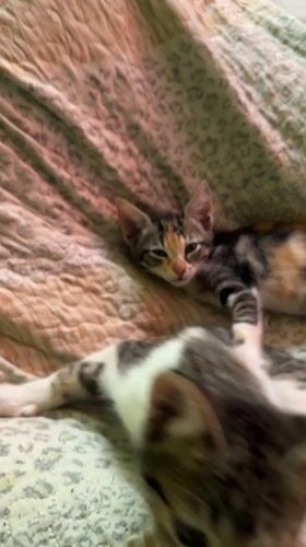 Two kittens rest on bedspread in Arica, Chile