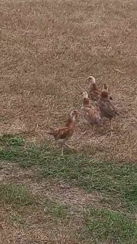 A few chickens are walking around in a grassy area. One chicken in the foreground is facing left and has its right leg extended. Three other chickens are clustered together in the middle ground. The ground is covered in dry grass and patches of green grass.