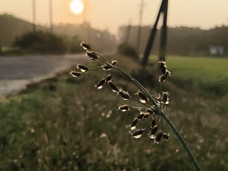 Dewy sunrise over a rural road in Lala, India