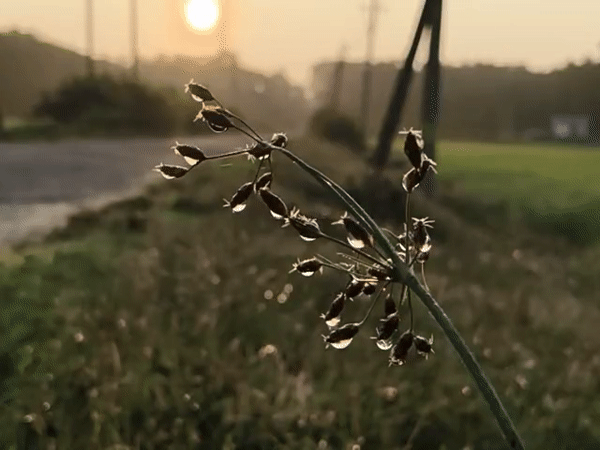 Dewy sunrise over a rural road in Lala, India