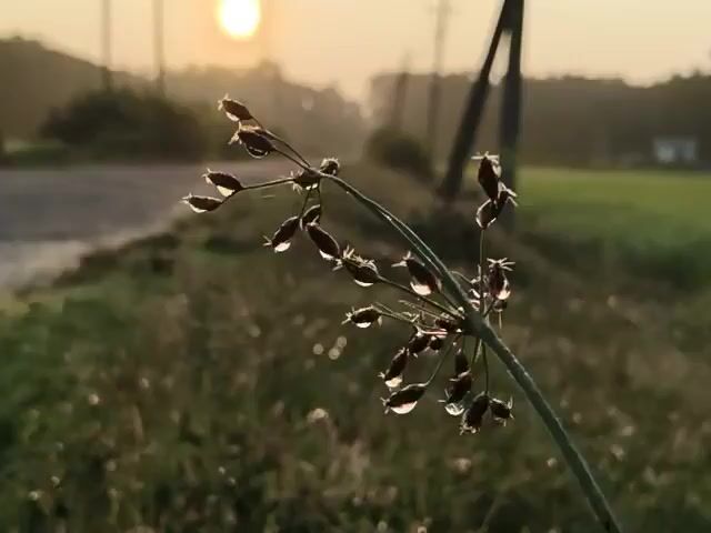 A close-up shot shows a blade of grass with dew drops on its seed heads. In the background, the sun is rising over a misty landscape. A dirt road can be seen to the left, and a field of green crops stretches out to the right. Two utility poles stand in the distance. The video captures the peaceful atmosphere of a rural morning.