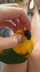Morning gathering with pet parrot documented in Khimki