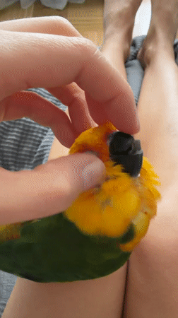 Morning gathering with pet parrot documented in Khimki