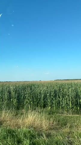 The video shows a view from inside a vehicle driving through a rural landscape under a clear blue sky. To the left, a vast field of green corn stalks stretches towards the horizon, bordered by dry, yellow grass in the foreground. On the right side of the road, a red and white "no dumping" sign is visible. Further in the distance, more fields, some appearing golden or harvested, are seen along with a few distant buildings and trees. The road surface and a small portion of the vehicle's side mirror are also visible. The overall scene depicts a sunny day in an agricultural area.