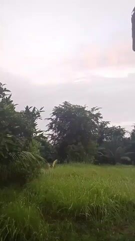 This is a vertical video of an outdoor scene. The foreground is dominated by tall, green grass. In the midground, several trees are visible, including a large, leafy tree in the center and palm trees on the right. The background consists of a cloudy sky. The video appears to have an audio track with Arabic chanting.