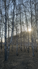 Birch grove documented by witnesses in Мирный, Russia