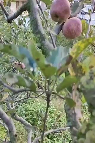 This video shows a close-up of apples on a tree branch. A hand reaches into the frame and appears to be touching one of the apples. The background is a blur of green foliage and some buildings. The video is short and doesn't provide any context or narrative.