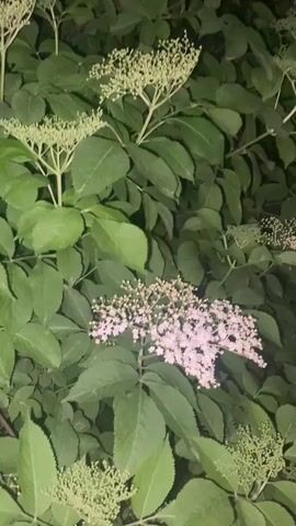 The video begins with a close-up of a leafy bush with white and pink flowers. The camera moves up to reveal the night sky, streetlights, and buildings across the street. Parked cars line the street.
