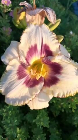A close-up video of a pale yellow daylily with a deep purple throat and ruffled edges, set against a backdrop of green foliage. The flower is in full bloom, with its petals unfurled. The lighting suggests it is daytime, likely outdoors. The camera appears to be handheld, with slight movements as it focuses on the flower. There are no people or other living beings visible in the frame.