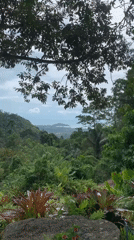 Morning tropical vista captured from elevated Ko Samui viewpoint