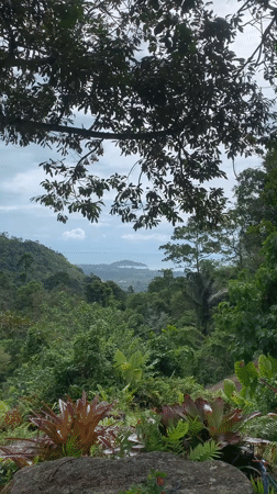Morning tropical vista captured from elevated Ko Samui viewpoint