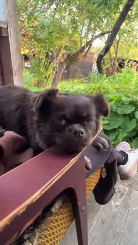 A small, dark-furred dog lies on a person's lap, with its head resting on the armrest of a chair. The dog's eyes are open and looking towards the camera. The background shows a garden with trees and greenery. The person's legs and feet, wearing sneakers, are visible in the lower right corner of the frame. The chair appears to be made of wood with a fabric seat. The lighting suggests it is daytime, possibly late afternoon.